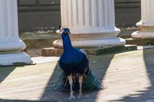 beautiful peacock view photo