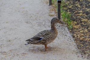 duck on ground photo