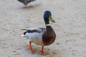 duck on ground photo