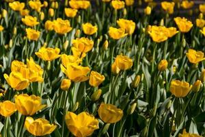 vista de tulipanes amarillos foto