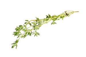 Thyme on white photo