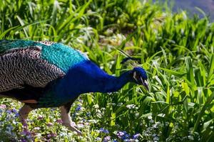 beautiful peacock view photo