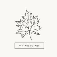 Maple Leaf hand draw vintage engraving clip art isolated on white background. Botanical illustration. Vector design elements. Black and white.