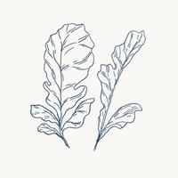 Radish leaves hand draw vintage engraving clip art isolated on white background. vector