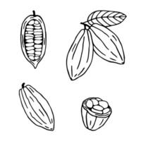 conjunto de plantas de cacao. granos de cacao de croquis dibujados a mano aislados en blanco. Producto organico vector