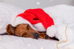 cute dachshund dog sleeps in bed at Christmas in a Santa hat. pets for the New Year photo