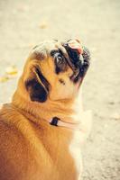 Portrait of cute pug puppy, outdoors. photo