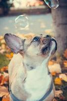 Portrait of cute french bulldog puppy, outdoors photo