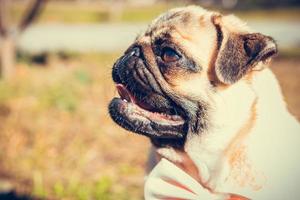 Portrait of cute pug puppy, outdoors. photo