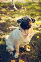 retrato de lindo cachorro pug, al aire libre. foto