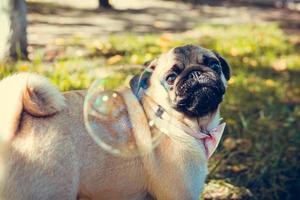 retrato de lindo cachorro pug, al aire libre. foto