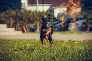 lindo perro pinscher miniatura corriendo y saltando en la hierba foto