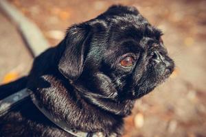 Portrait of cute pug puppy, outdoors. photo