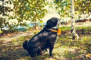 Portrait of cute pug puppy, outdoors. photo