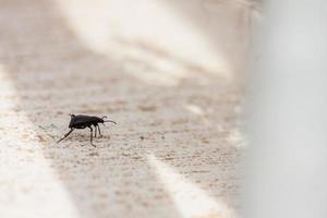 black bug on the ground photo