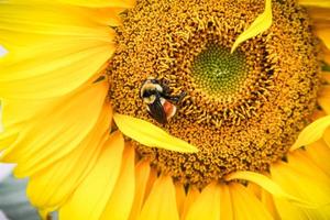 Bumble bee on sunflower close up photo