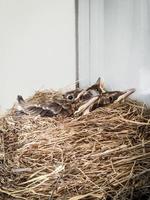 robin chicks in a nest photo