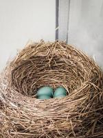 robin eggs in a nest photo