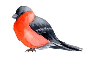 petirrojo de pájaro de invierno acuarela. ilustración dibujada a mano de bullfinch para tarjetas de navidad o año nuevo vector