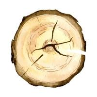 Watercolor Cross Section of Wood. Hand painted illustration of oak trunk structure for icon or button vector