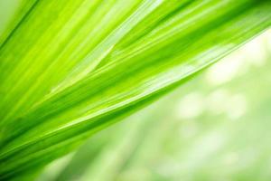 Abstract background nature of green leaf on blurred greenery background in garden. Natural green leaves plants used as spring background cover page greenery environment ecology lime green wallpaper photo