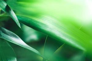 cierre la vista de la naturaleza fresca de la hoja verde sobre el fondo verde borroso en el jardín. hojas verdes naturales plantas utilizadas como fondo de primavera portada vegetación medio ambiente ecología papel tapiz verde lima foto