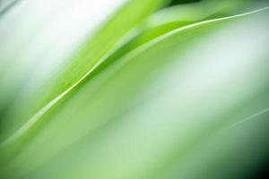 fondo abstracto naturaleza de hoja verde sobre fondo verde borroso en el jardín. hojas verdes naturales plantas utilizadas como fondo de primavera portada vegetación medio ambiente ecología papel tapiz verde lima foto