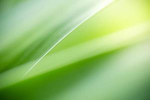 Abstract background nature of green leaf on blurred greenery background in garden. Natural green leaves plants used as spring background cover page greenery environment ecology lime green wallpaper photo