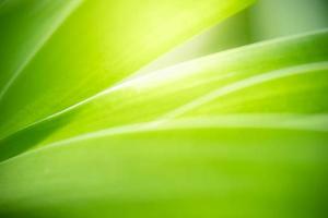 Abstract background nature of green leaf on blurred greenery background in garden. Natural green leaves plants used as spring background cover page greenery environment ecology lime green wallpaper photo