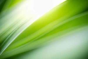 Abstract background nature of green leaf on blurred greenery background in garden. Natural green leaves plants used as spring background cover page greenery environment ecology lime green wallpaper photo