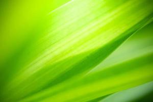 Abstract background nature of green leaf on blurred greenery background in garden. Natural green leaves plants used as spring background cover page greenery environment ecology lime green wallpaper photo