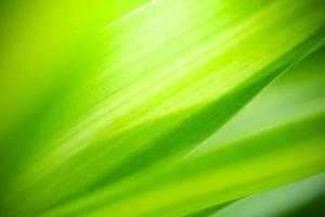 Abstract background nature of green leaf on blurred greenery background in garden. Natural green leaves plants used as spring background cover page greenery environment ecology lime green wallpaper photo