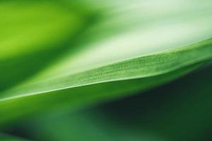 Abstract background nature of green leaf on blurred greenery background in garden. Natural green leaves plants used as spring background cover page greenery environment ecology lime green wallpaper photo