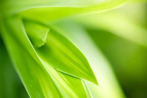 Abstract background nature of green leaf on blurred greenery background in garden. Natural green leaves plants used as spring background cover page greenery environment ecology lime green wallpaper photo