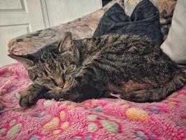 Cute cat sleeping on blanket photo