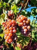 Rose grapes in a vineyard during autumn time photo