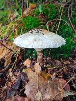 Closeup of a mushroom in autumn on the forest floor photo
