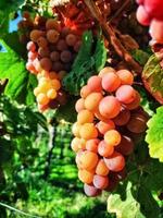 Rose grapes in a vineyard during autumn time photo
