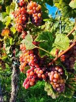 uvas rosas en un viñedo durante el otoño foto