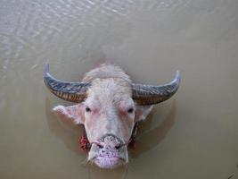 búfalo de agua en el canal para refrescarse. foto