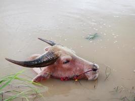 búfalo de agua en el canal para refrescarse. foto