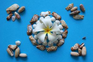 The beautiful white flower with seashells on the blue background. photo