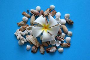 The beautiful white flower with seashells on the blue background. photo