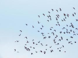 pájaros volando en el cielo azul foto