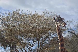 Giraffe in the savannah of Africa in the middle of nature photo