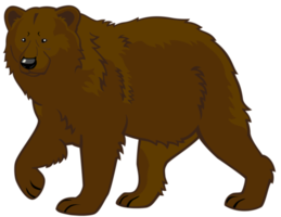 oso pardo fondo transparente png