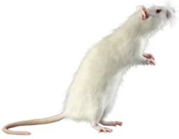 fundo transparente de rato branco png