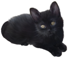 gatito negro fondo transparente png