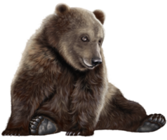 Bear transparent background png