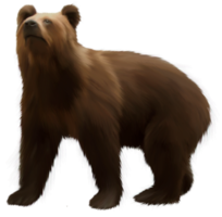 Bear Brown transparent background png